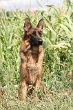 BERGER ALLEMAND 333